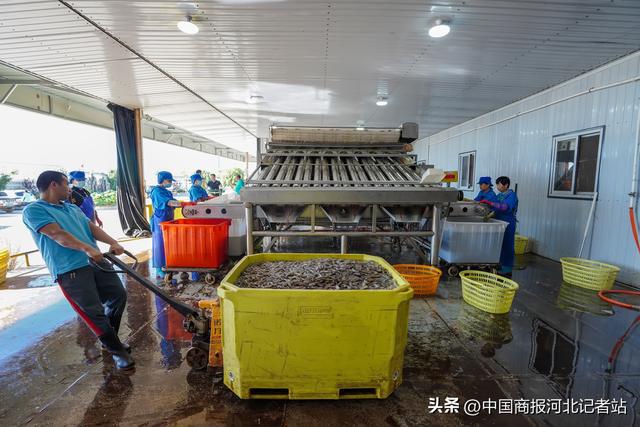 河北灤南:冷凍對(duì)蝦加工忙