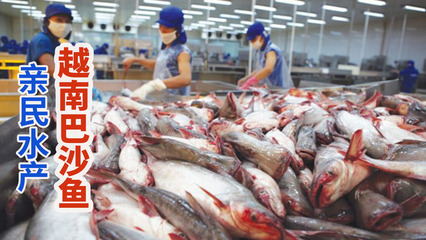 越南巴沙魚養(yǎng)殖加工廠,鯰魚捕撈后切割成無刺魚柳!
