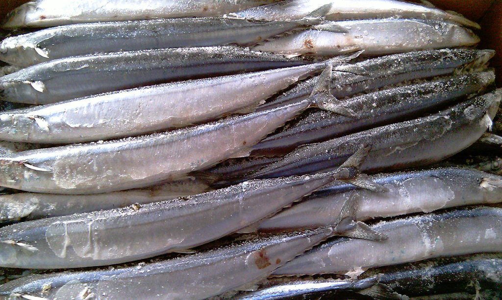 冷凍粗加工水產(chǎn)品-我司現(xiàn)有秋刀魚出售,有需要的客戶請(qǐng)與我.