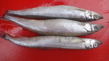 冷凍多春魚_冷凍粗加工水產(chǎn)品_冷凍多春魚批發(fā)_冷凍多春魚供應(yīng)_阿里巴巴