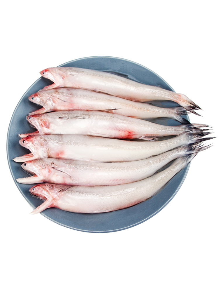 東海龍頭魚新鮮海鮮水產(chǎn)九肚魚鮮活冷凍豆腐魚水潺寶寶輔食魚3斤