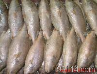 白菇魚_白菇魚價(jià)格_白菇魚廠家冷凍粗加工水產(chǎn)品