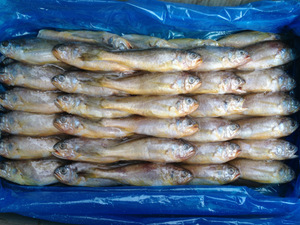 【山東小黃魚】山東小黃魚價格/圖片_山東小黃魚批發(fā)/采購_山東小黃魚廠家/供應(yīng)商