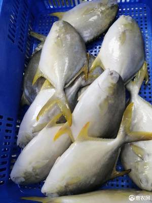 [金鯧魚(yú)凍金鯧魚(yú) 金鯧魚(yú)原全整條冷凍水產(chǎn)海鮮食品類加工經(jīng)銷批發(fā)價(jià)格廣價(jià)格280元/箱